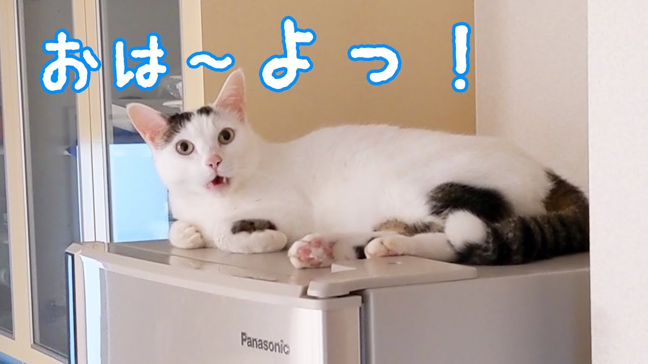 冷蔵庫の上に居座っててもたくさんお喋りする猫チロさん