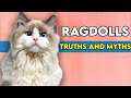 Are Ragdoll Cats Affectionate? What You Need To Know の動画、YouTube動画。