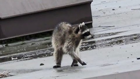 Getting Too Close to a Raccoon | Dangerous Animal In North America 🦝#raccoon