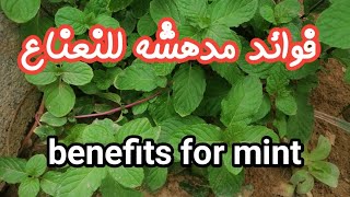 فوائد مدهشه للنعناع // Amazing benefits of mint