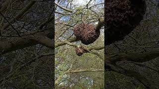 Bees swarm nest in trees