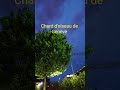 chant d'oiseau de Genève #suisse #oiseaux #chant #arbre #1111 #2222 #3333 #4444 #5555 #777 #888 #999
