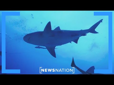 ‘Cocaine Sharks’ may be ingesting drugs dumped on Florida’s coast | NewsNation Now