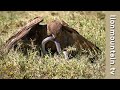 Brown snake eagle vs forest cobra   wildlife classics