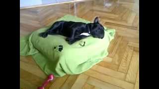 BlanKy French Bulldog Exorcism - Scary :p by Piotr Nowak 7,836 views 9 years ago 37 seconds