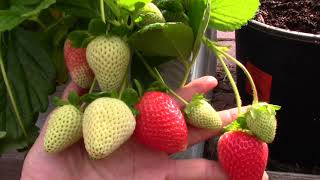 Vườn rau New York : Hái dâu tây mỏi tay sau vườn nhà 🍓🍓🍓🍓🍓🍓🍓 Phải mang ra chợ bán chứ ăn hỏng hết 😂