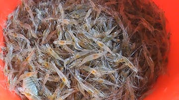 Cách Làm Mồi Đặt Lộp Tép Siêu Nhạy Không Cần Cho Vào Túi Vẫn Đặt Được