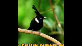 Masteran suara cililin jernih