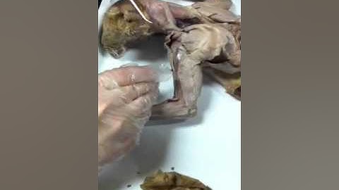 Cat dissection Part 4/5