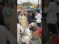 Meerut mandi #azharvlogs #goat #bakr #animals #goatfarming #trendingshorts #youtubeshorts #shorts