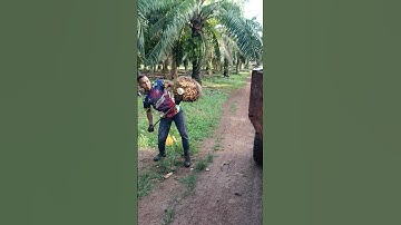 Palm oil fruit loading #youtube #shortsviral #please #subscribe #mychannel