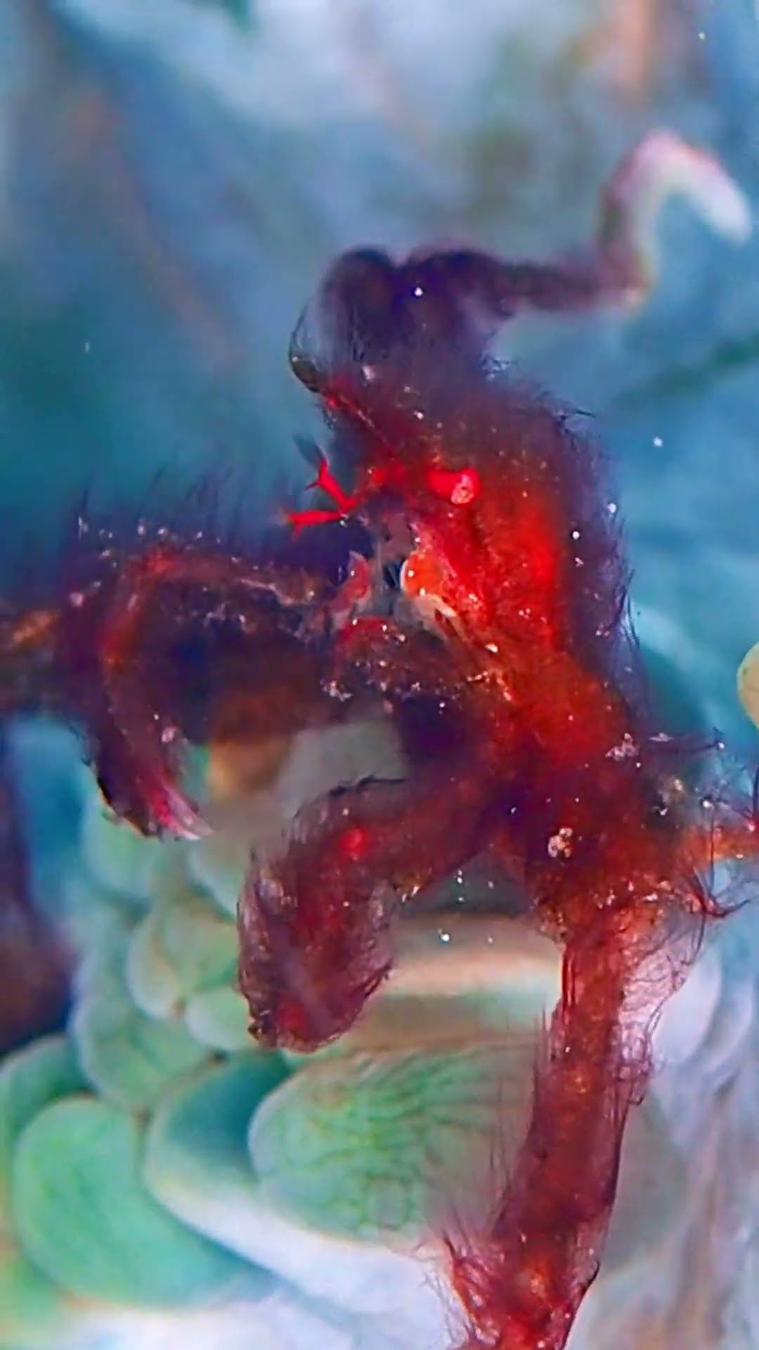Orangutan Crab Hairs Gently Float In Sea Current Breeze || ViralHog