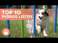 10 RAZAS de PERROS más INTELIGENTES 🐶💡 (según Stanley Coren)