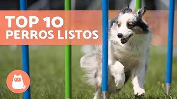 ¿Cuál es el perro más leal e inteligente?