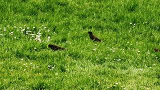 a family of Starlings. #rspb #birdlovers #birdphotography #starlings #birdmigration #africa #birders