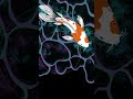 Koi Fish &amp; Water Caustics Custom Digital Illustration #shorts