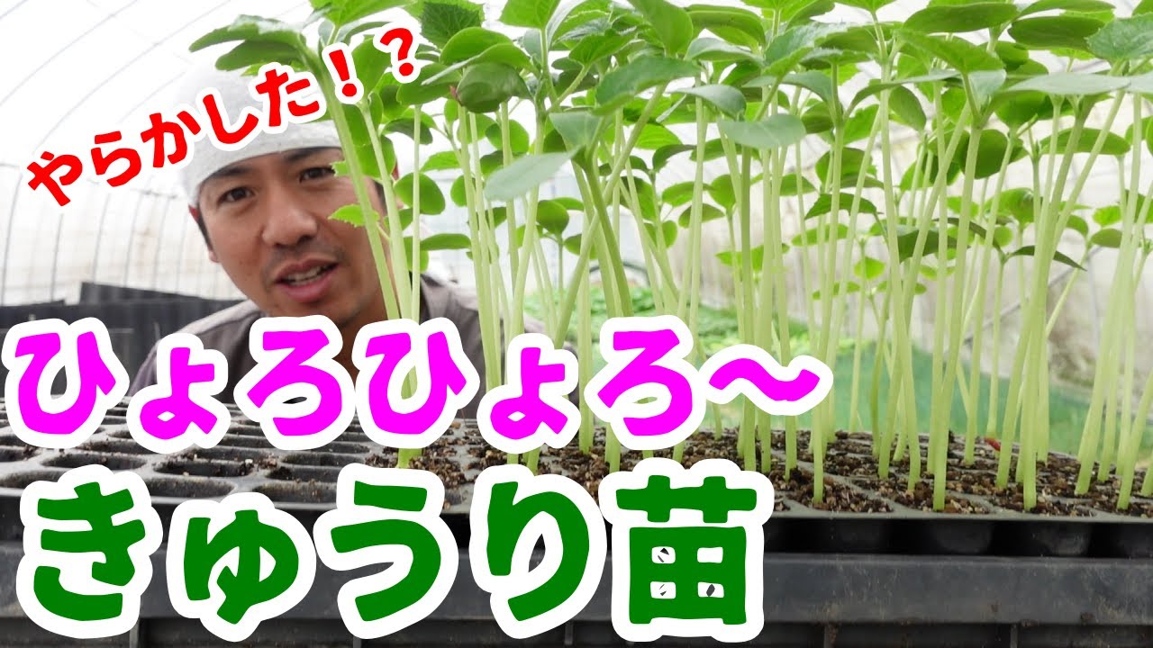 【ひょろ苗】完全に徒長したきゅうり苗。鉢上げでリカバリー・復活なるか？深植え・寝かせ植えで新たな根っこ出ていい苗に！？