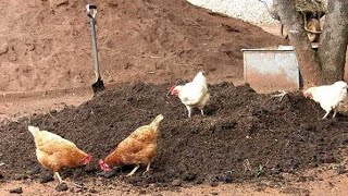 بهذه الطريقة نقوم بتحضير أخصب سماد طبيعي وبهذه الطريقة الفريدة نستغله.Chicken manure