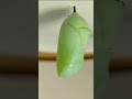 Metamorfosis dari ulat menjadi kupu kupu#shorts#caterpillar.