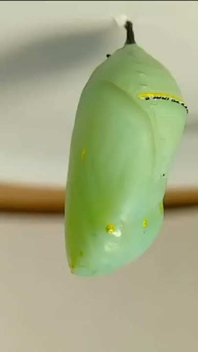Metamorfosis dari ulat menjadi kupu kupu#shorts#caterpillar.