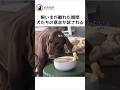 飼い主が離れた瞬間犬たちの意志が試される #大型犬のいる生活