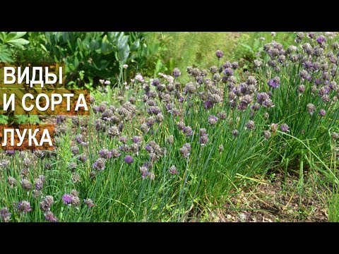 Видео: Разные сорта лука - сколько существует видов лука