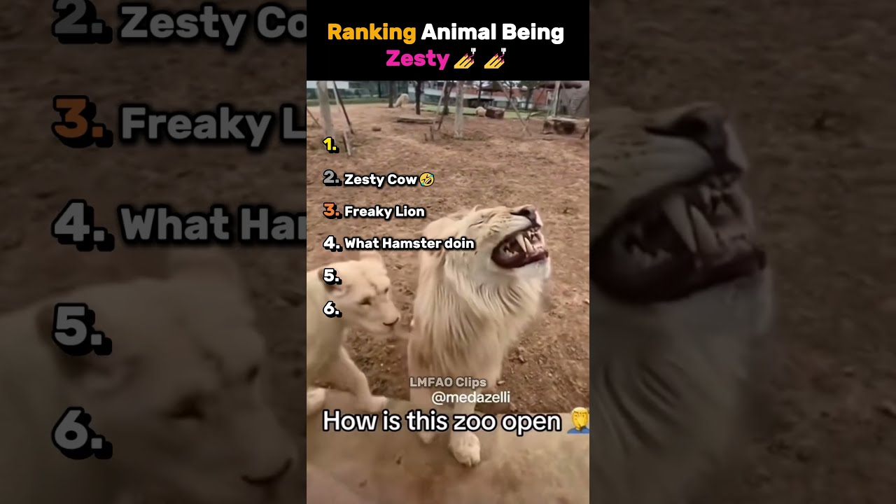 Ranking Top 6 Funniest Zesty Animal Funny Memes