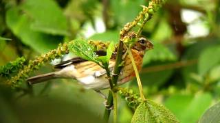 Rose-Breasted Grosbeak - Pheucticus Ludovici - Pedro Palo, E Andes