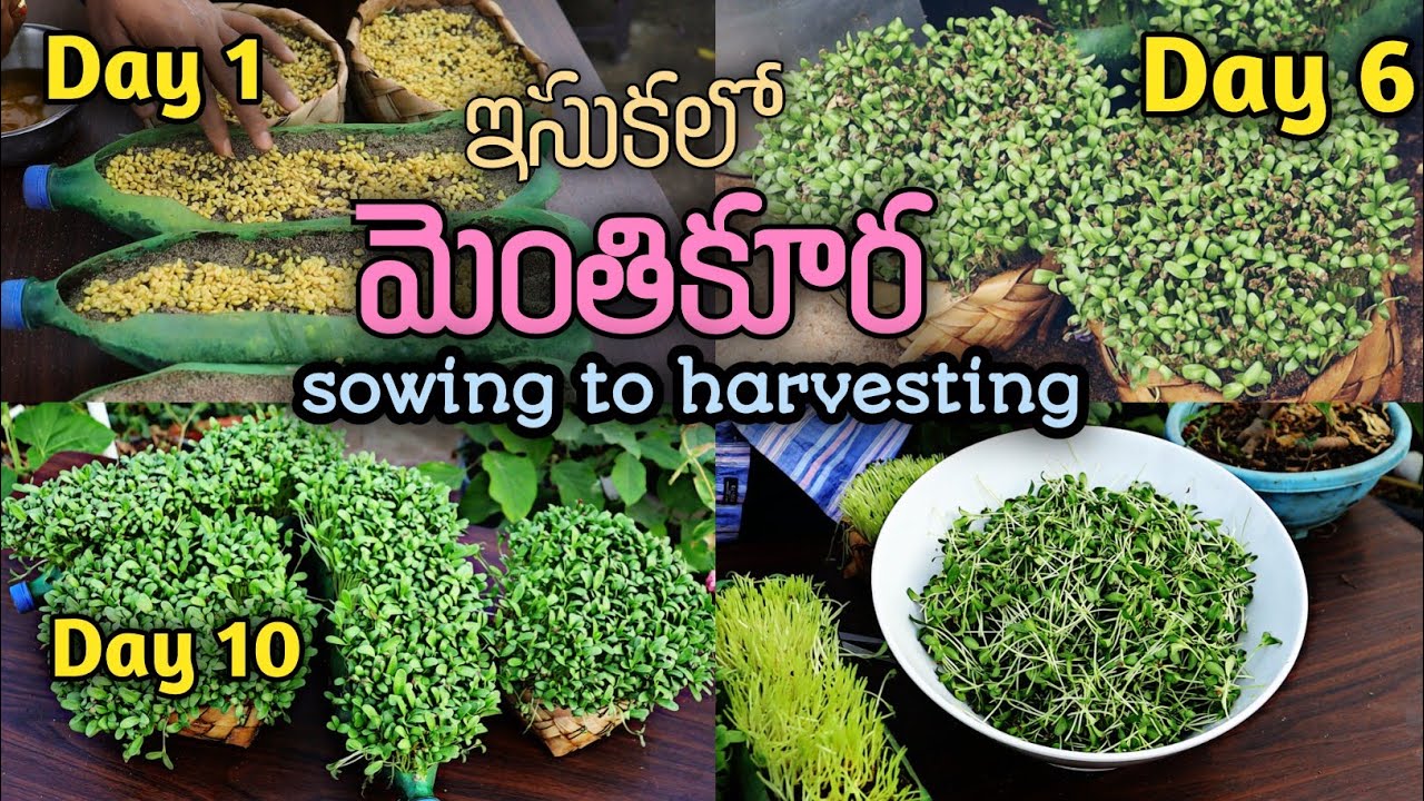 మెంతికూర ఎవరైనా ఈజీగా పెంచుకోవచ్చు Fenugreek in Sand #methi #organic #gardening #harvest