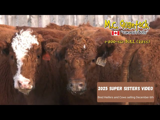 2025 M.C. Quantock Super Sisters Bred Heifer and Cow Sale Preview