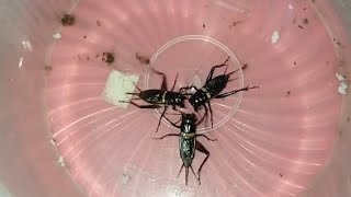 BAHAN JANGKRIK GACOAN, #subscribe #trending #jangkrik #cricket #vidiotrending #viralvideo #fyp