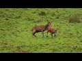 Brame du cerf en Pays d'Aspet N°5. le 30 septembre 2017.