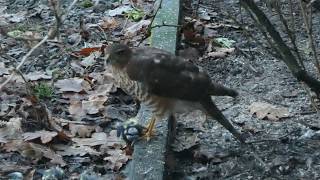 Sparrowhawk plucking dinner