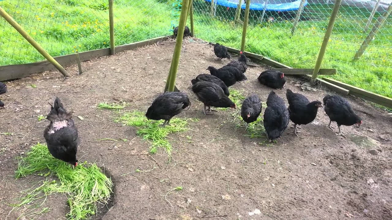 Jersey Giants YouTube