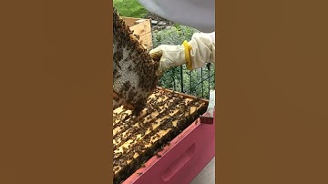 How To shake off the honeybees of the honey frames ￼