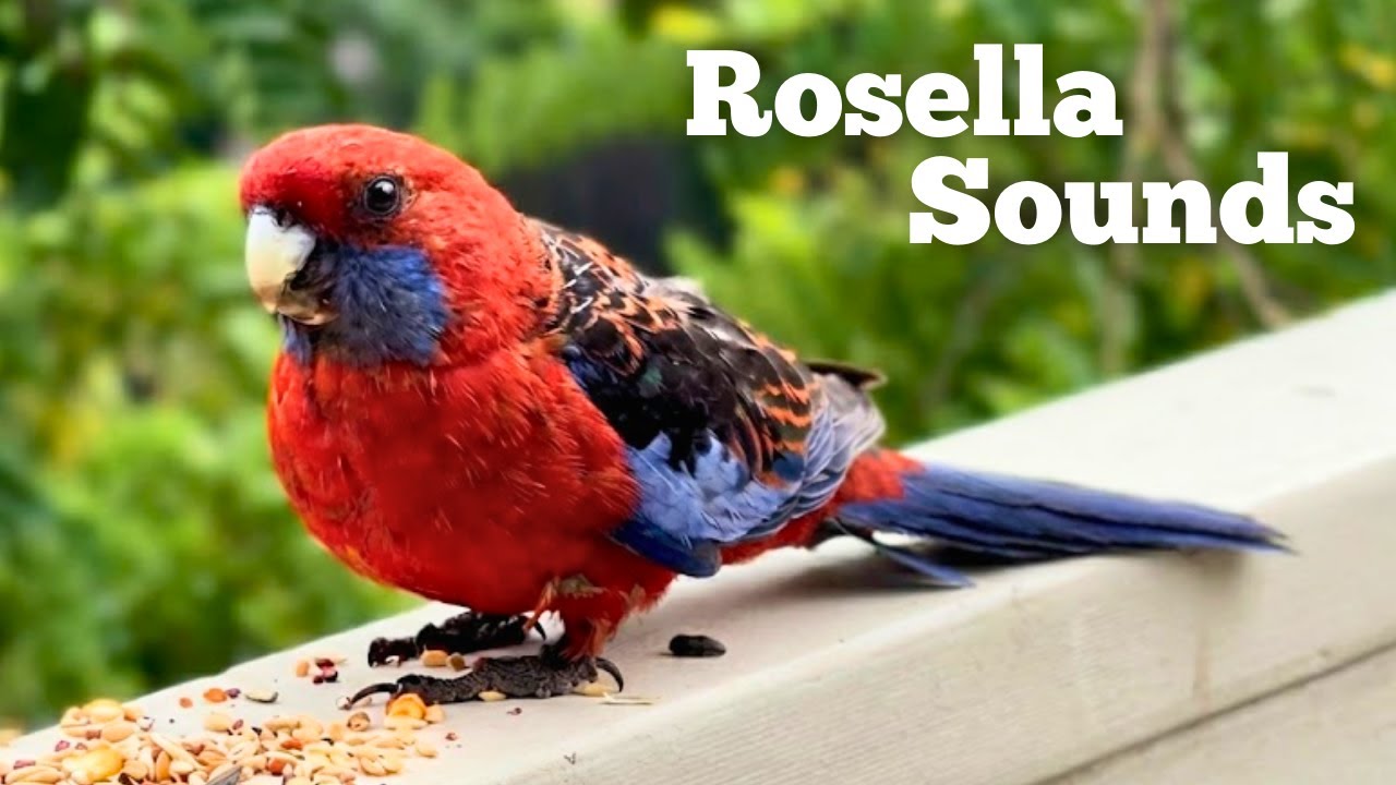 The Beautiful Australian Crimson Rosella
