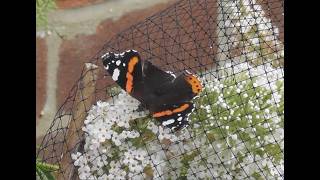 East Yorkshire Bempton Chris Watches His Butterflies and Bees Red Admiral and Painted Lady