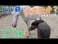 足をケガした引退馬ビルにグリーンがとったまさかの行動に驚き感動しました!