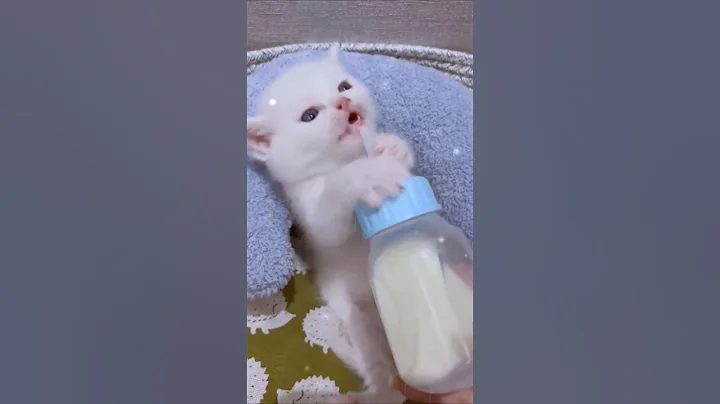 Cutest Baby Kitten Drinking Milk 🍼😻 #Shorts