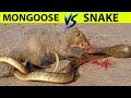Snake vs Mongoose - Even King Cobra is Afraid of snake killer