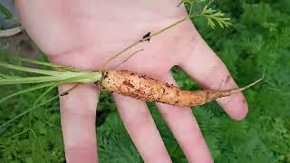 Pulled a Carrot out the Ground..(tastes delicious) 🥕