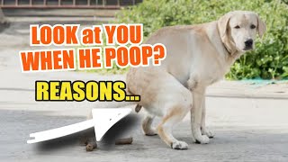 👀💩 ¿WHY Do DOGS LOOK at You When They POOP?