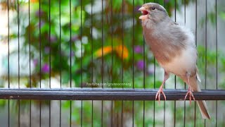 Kenari Gacor Nembak Cengkok Istimewa Durasi Panjang! Buat Kenari Lain Langsung Nyaut Ngeroll Mewah