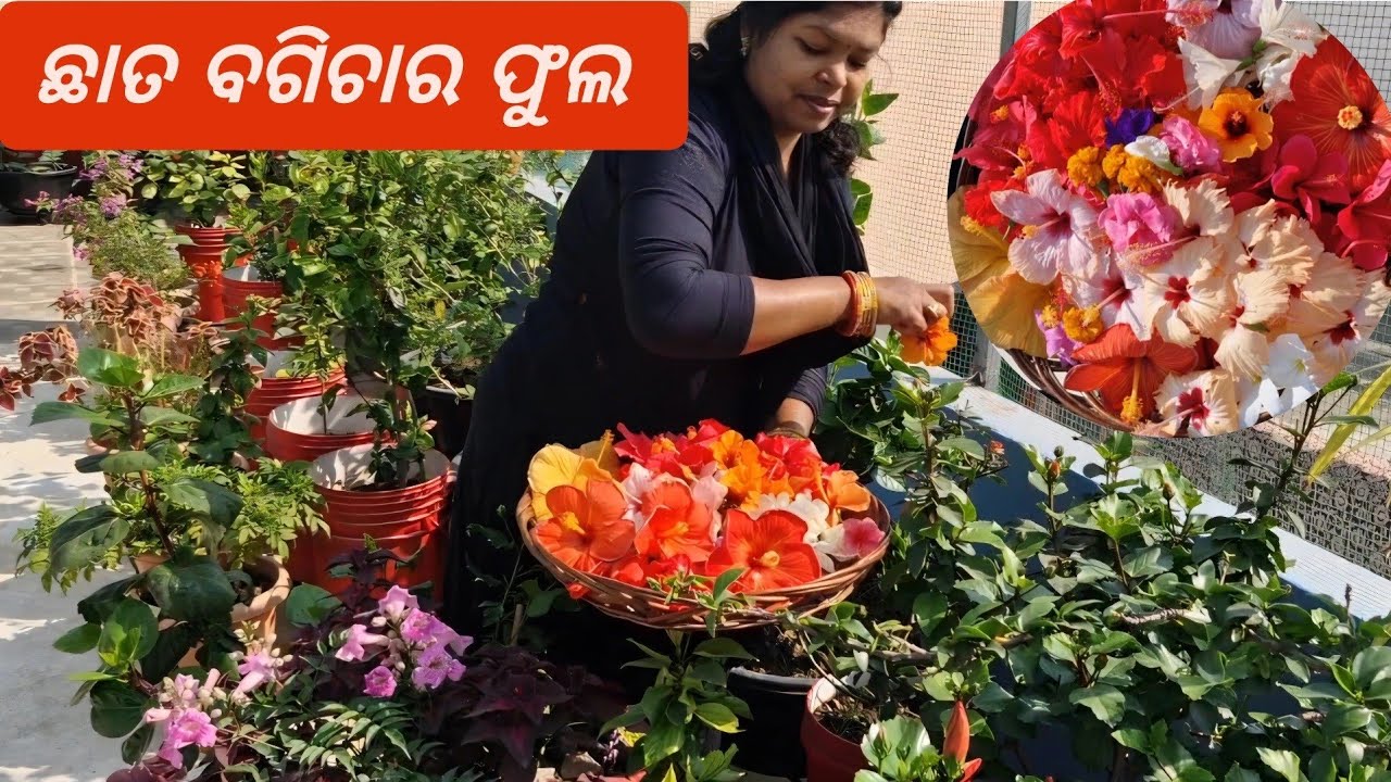 18 Feb ଛାତ ବଗିଚାର ବିଭିନ୍ନ ପ୍ରକାରର ଫୁଲ |Chhat ke upar flower garden | flower from organic Gardening 