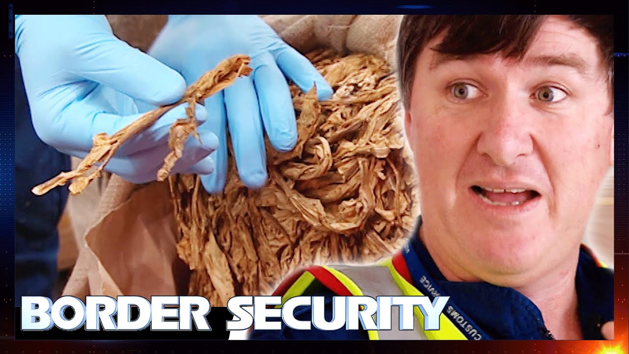 Serious Biohazard Risk From Illegal Tobacco Smuggling 😷 Border Security