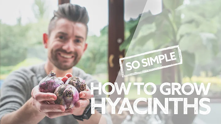 How to Grow Hyacinths | Everything You Need to Kno...