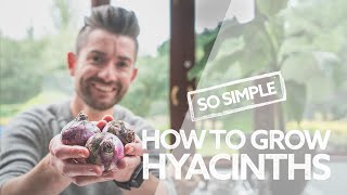 How to Grow Hyacinths | Everything You Need to Know! | Guide to Growing Indoor Hyacinth Bulbs!