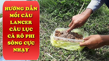 CÁCH LÀM/MỒI CÂU CÁ RÔ PHI TỰ NHIÊN GIẬT MỎI TAY GẪY CẦN/CẦN THỦ ĐẤT CẢNG