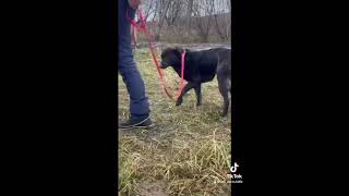 Nelya - Starke Mamahündin wartet sehnsüchtig auf eigene Chance 💛 (ARK, Ukraine)
