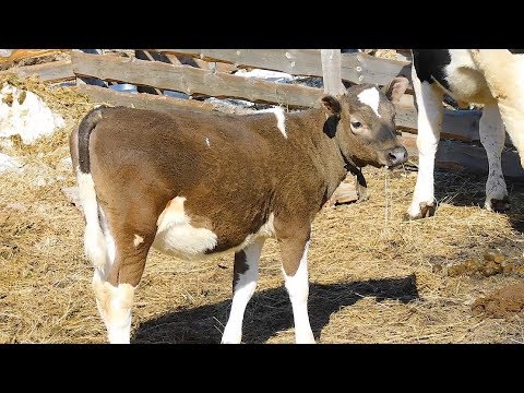 Вопрос: Корова может есть и переваривать мясо?